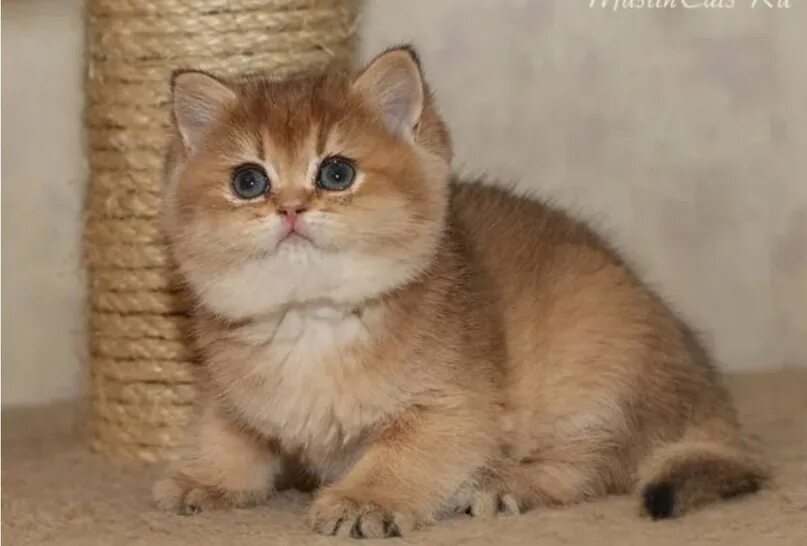 Британец золотая шиншилла. Золотая шиншилла вискас. Золотые шиншиллы воронеж. Британская шиншилла золотая тикированная. Золотые шиншиллы воронеж.