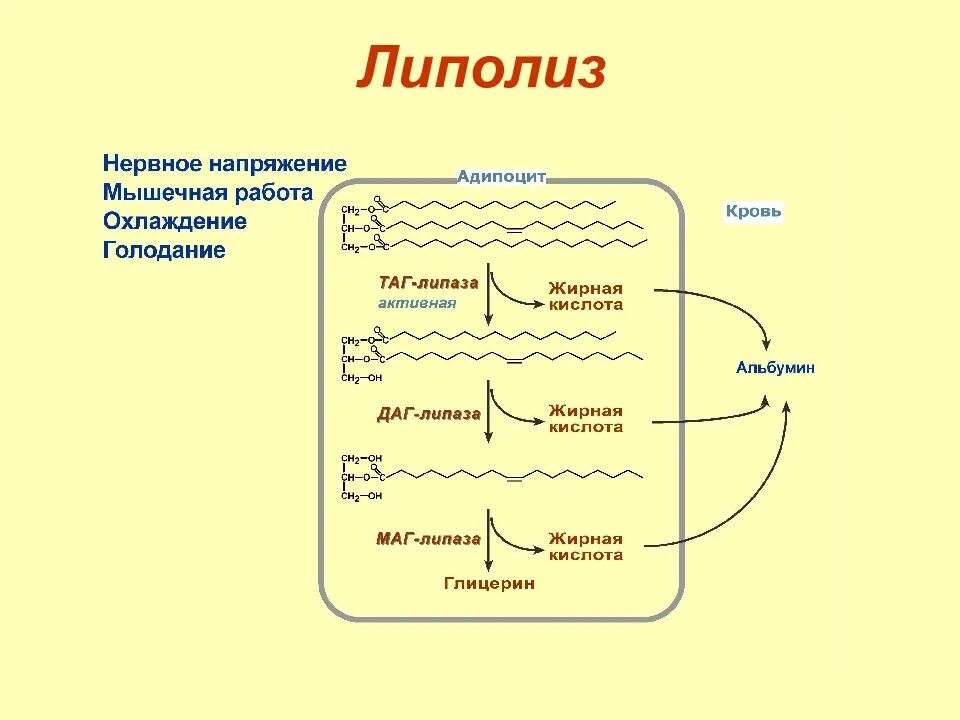 Процесс липолиза. Схема липолиза биохимия. Липолиз и липогенез схема процесса. Схема тканевого липолиза. Внутриклеточный липолиз схема.