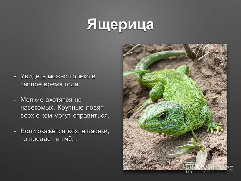 Пойкилотермные организмы адаптации. Холоднокровные животные. Обмен веществ у ящерицы. Пресмыкающиеся теплокровные. Крокодилы терморегуляция.
