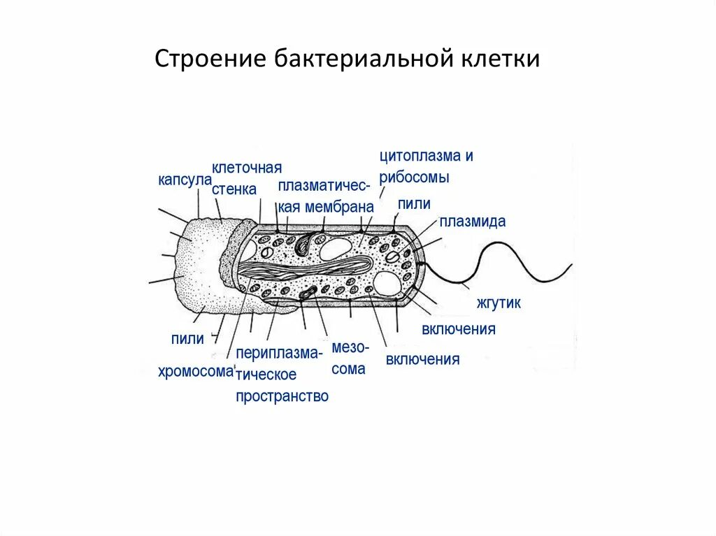 Какое строение у бактерий. Строение бактериальной клетки 7 класс. Внешнее строение бактериальной клетки. Схема строения бактерии. Внутреннее строение бактерии.