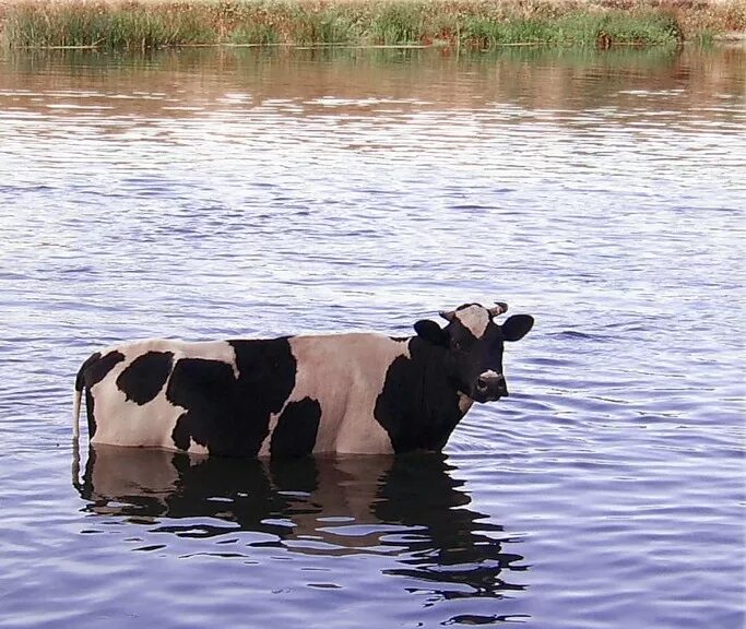 коровы в реке. бык плывет. коровы в реке. коровы умеют плавать.