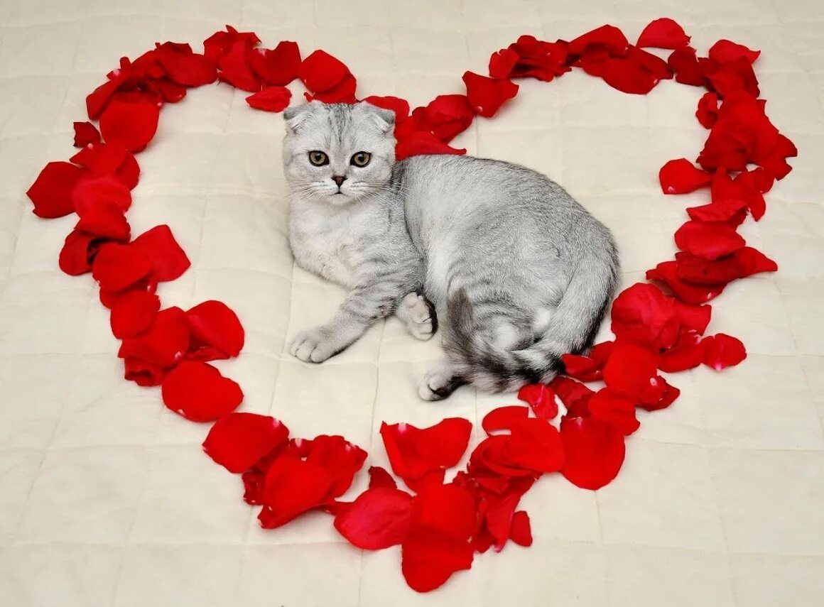 Сердечные коты