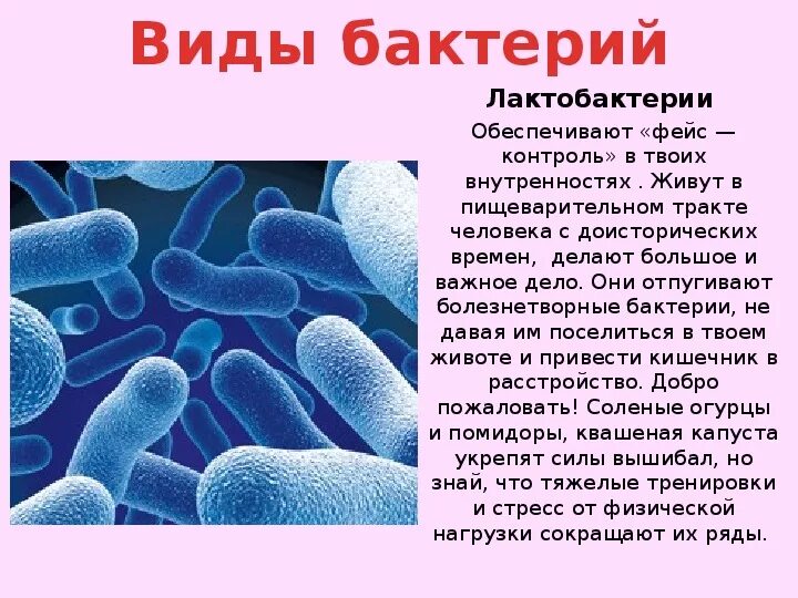 Какие условия способствуют распространению бактерий. Доклад про бактерии 5 класс по биологии. Биология 5 класс микроорганизмы бактерии. Сообщение о бактериях 5 класс биология. Сообщение по бактериям 5 класс.