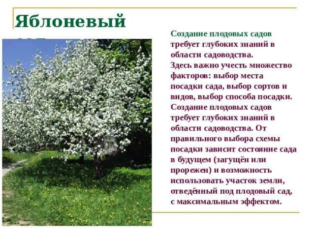 Рассказ о рассуаетающей яблоне. Поэзия о цветущем саде. Яблоня в цвету стихи для детей. Стихи о цветущих садах. Яблоневый сад слова.
