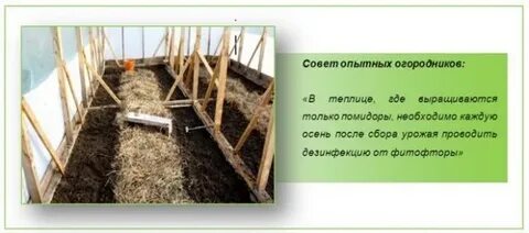 Удобрение в теплицу осенью в зиму
