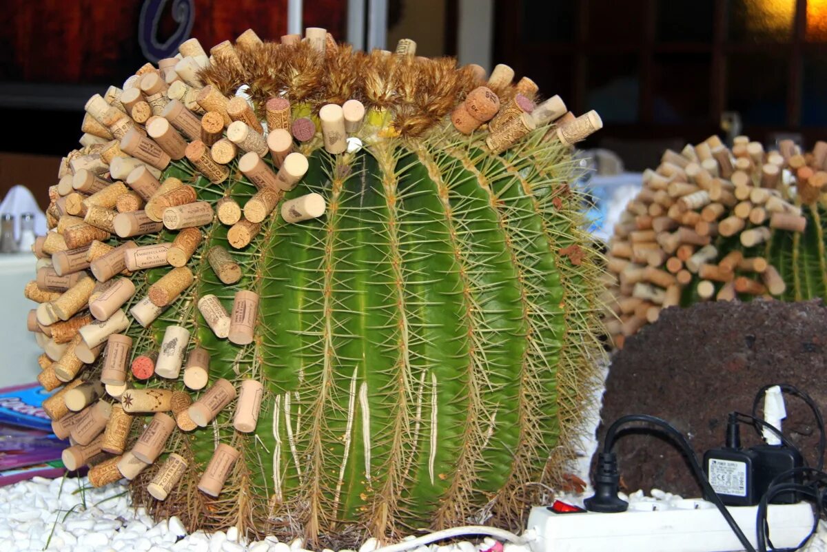 Зачем кактусу колючки. Растения по разному относятся к свету. В чем выращивать кактусы. Почему кактус колючий. Самый маленький кактус в мире блоссфельдия.