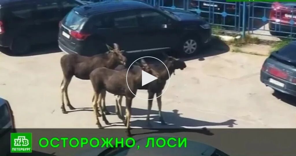 Лось на Мурманском шоссе. ДТП С лосем за последние сутки. Лоси на Мурманском шоссе искусственные.