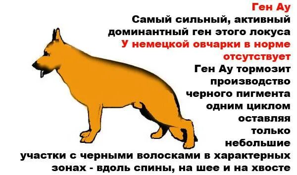 Овчарка норма. Генетика окрасов собак немецкая овчарка. генетика окрасов немецкой овчарки. генетика окрасов немецкой. немецкая овчарка географический критерий.