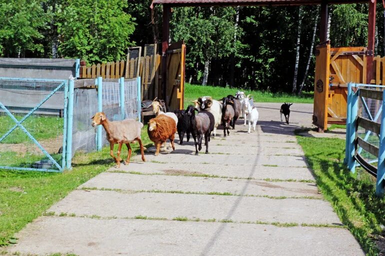 П зверосовхоз. Племенной зверосовхоз салтыковский. салтыковка зверосовхоз. салтыковская звероферма. зверосовхоз балашиха.