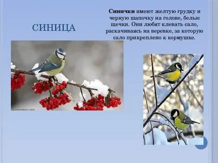 Почему синичку назвали синичкой