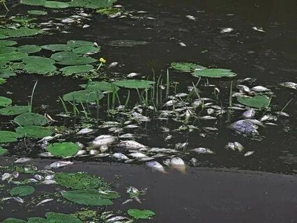 Осадок водоемов