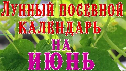 Посевной календарь садовода на июнь 2024