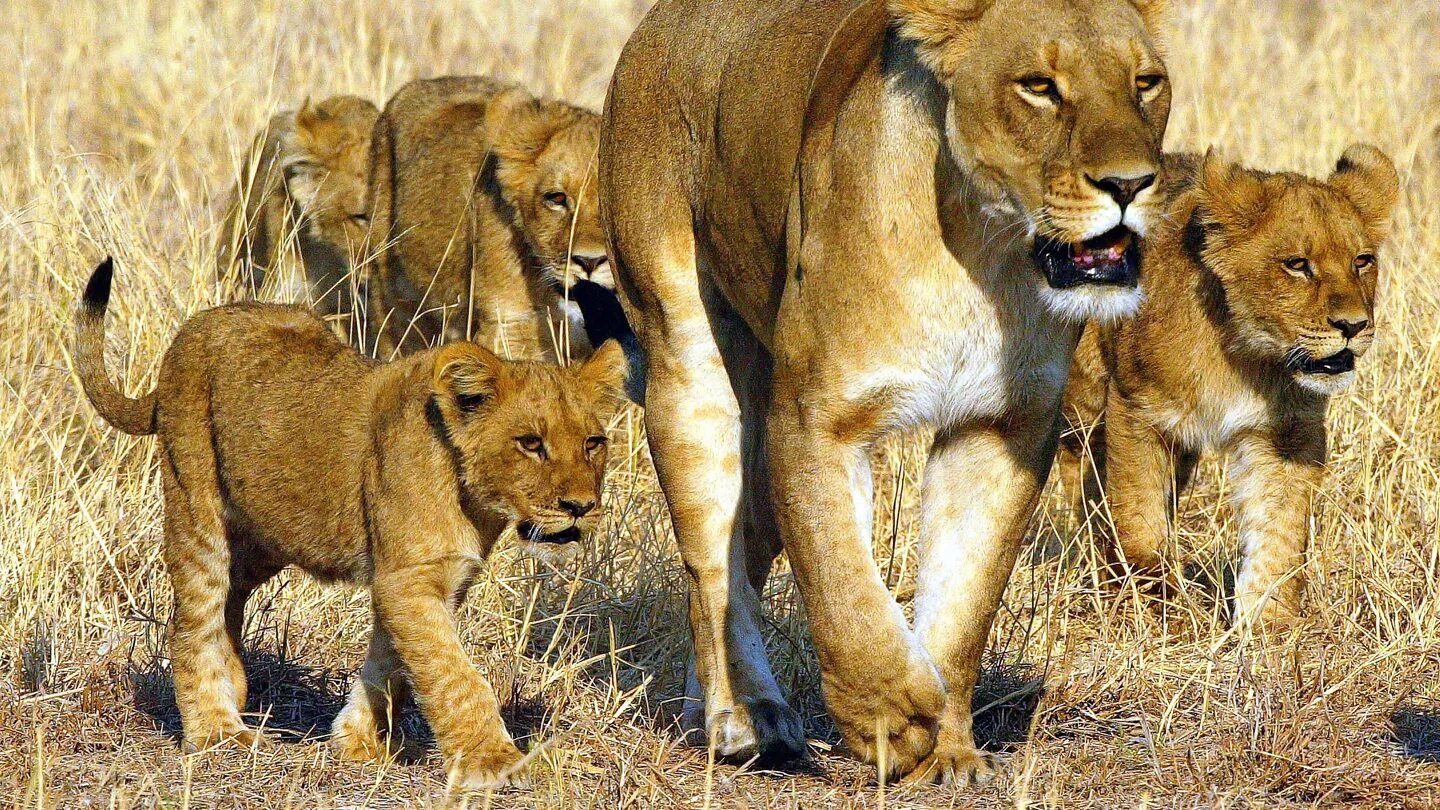 Африканский Лев и львица. Лев львица и Львенок Африка. Лев львица и 4 львенка. Львы в саванне.