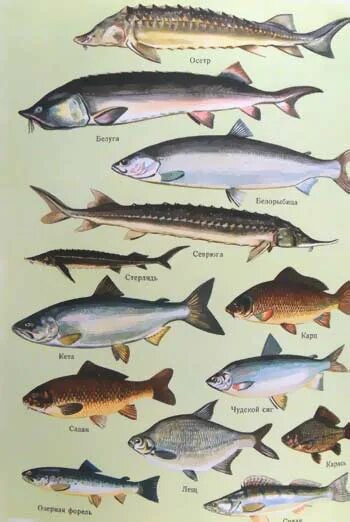 Астраханская рыба названия. Виды рыб в Волге. Пресноводные рыбы Волги. Рыбы которые обитают в Волге.