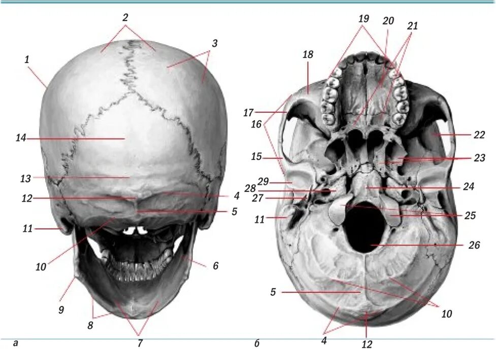 Затылочная кость черепа анатомия. Анатомия головы кости черепа. Контрфорсы черепа анатомия.