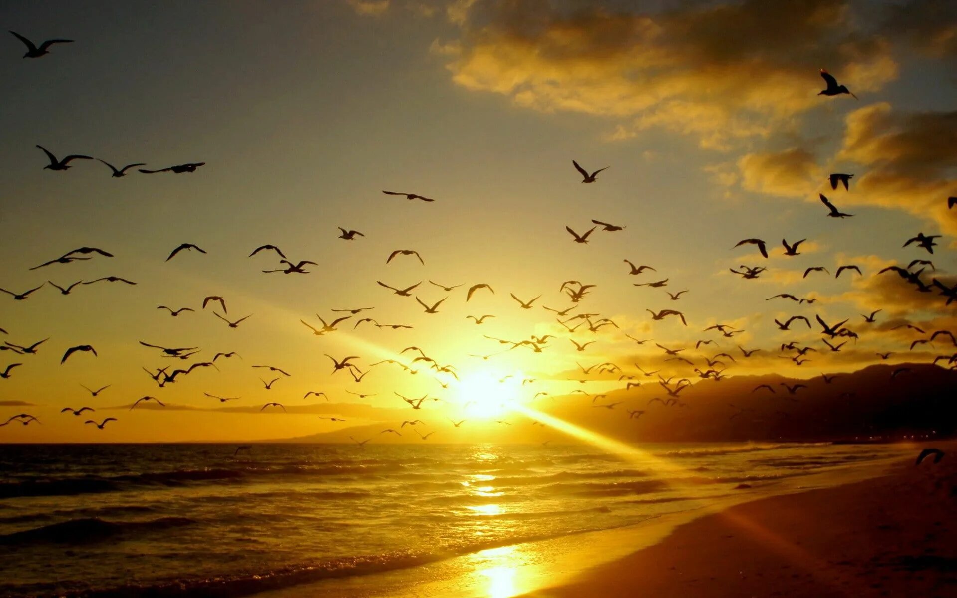 Sunrise bird. Sunrise bird. Море закат птицы. Птицы на рассвете. Орел над морем.