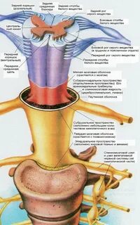 Спинной мозг и позвонки