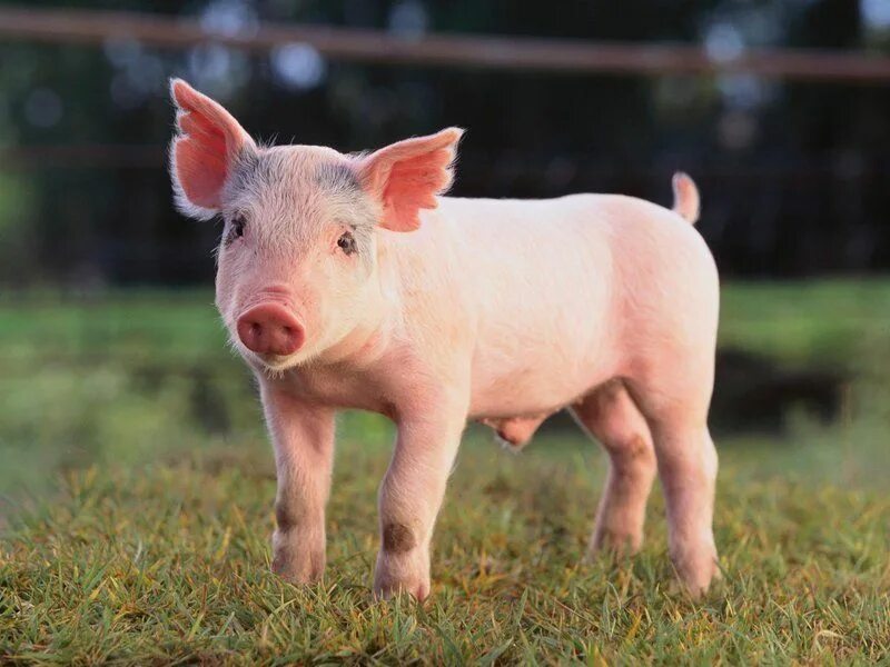 Pig x