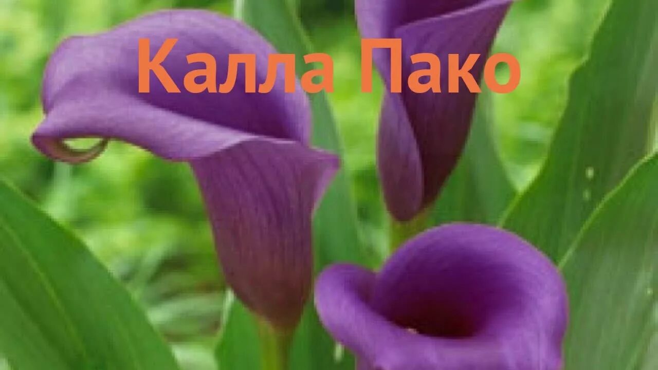 Цветы Калла Пако. Калла Ремани Пинк. Калла Purple Sensation.