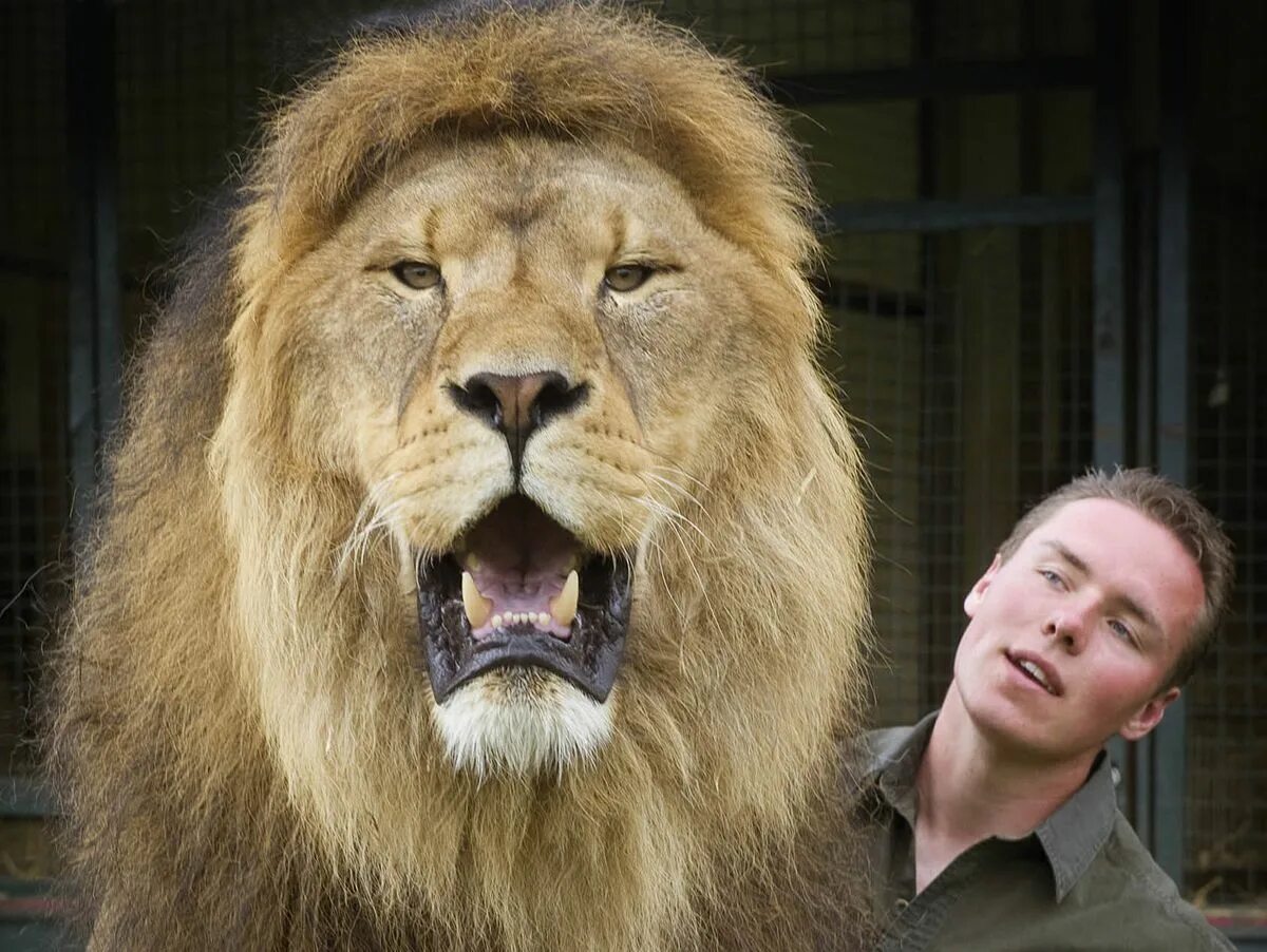 1996 год лев. Цирковой Лев. Лев в цирке. Lion Tamer профессия. Lion Tamer фото.