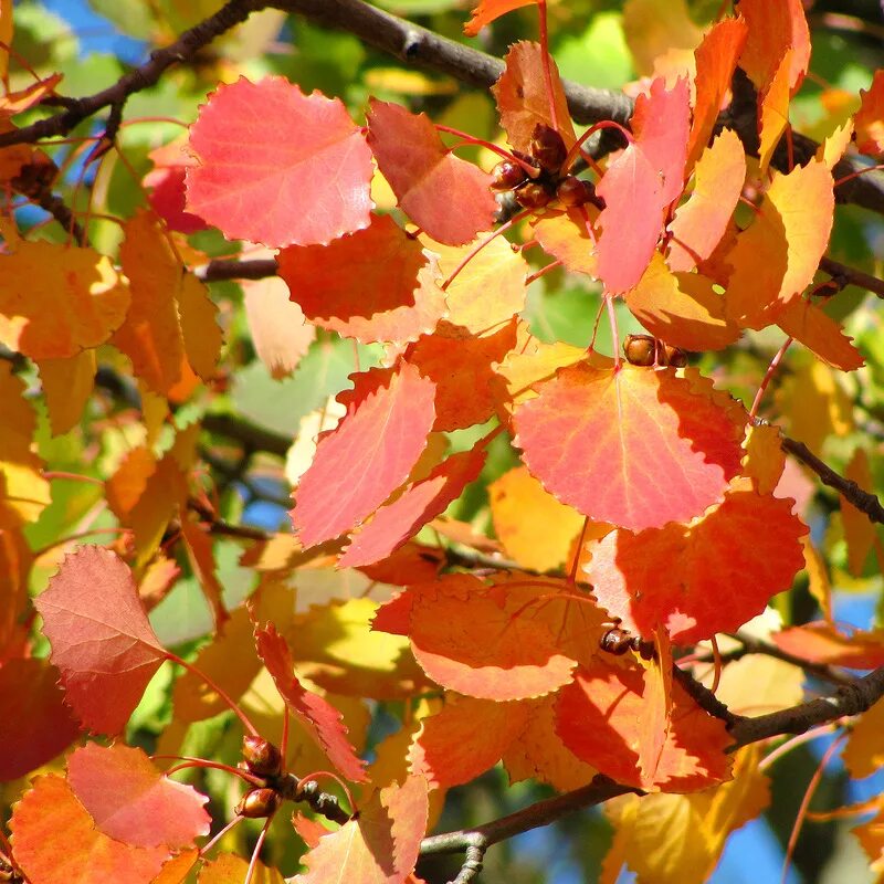 Осенняя осина. Осина дерево осень. Осина остролистная. Тополь дрожащий осенняя окраска. Осинка листья осенью