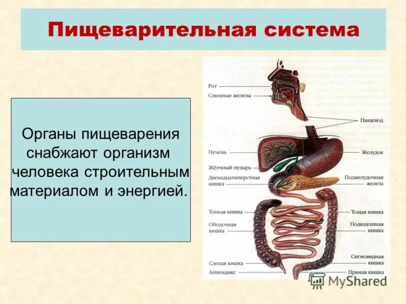 организм человека- сложная целостная. организм сложная биологическая система. система органов органы функции таблица по биологии 7 класс. схема взаимодействия органов в организме. органы кровеносьной системычеловека.