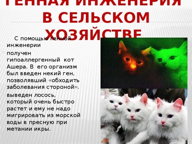 Какие проблемы решает инженерия. Генные коты неаллергенные коты. Лососевый кот. Гипоаллергенный кот Lifestyle Pets. Кот и лосось.