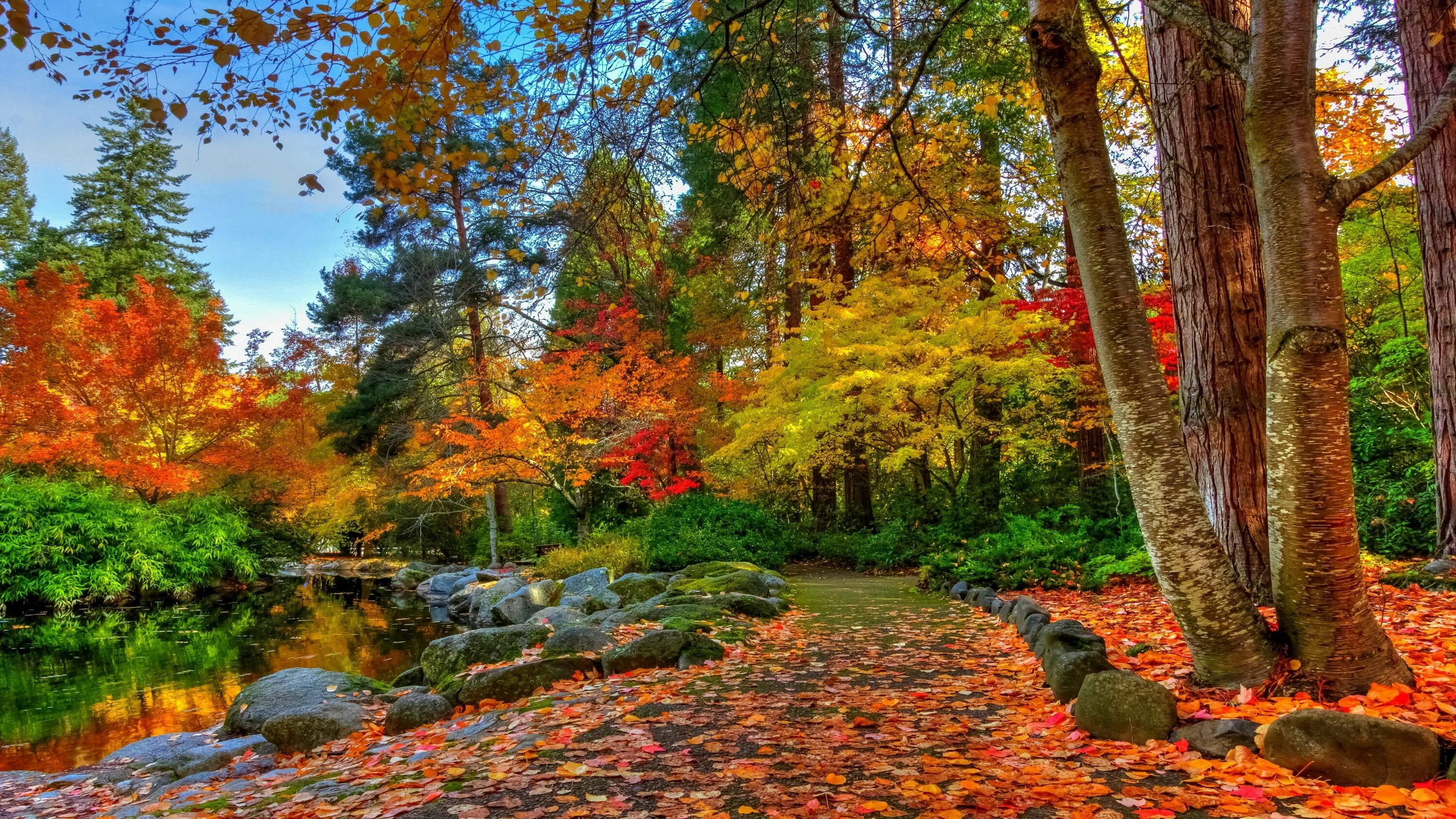 Осенний лес. Осень в лесу. Лес осенью. Красивая осень. Autumn is beautiful