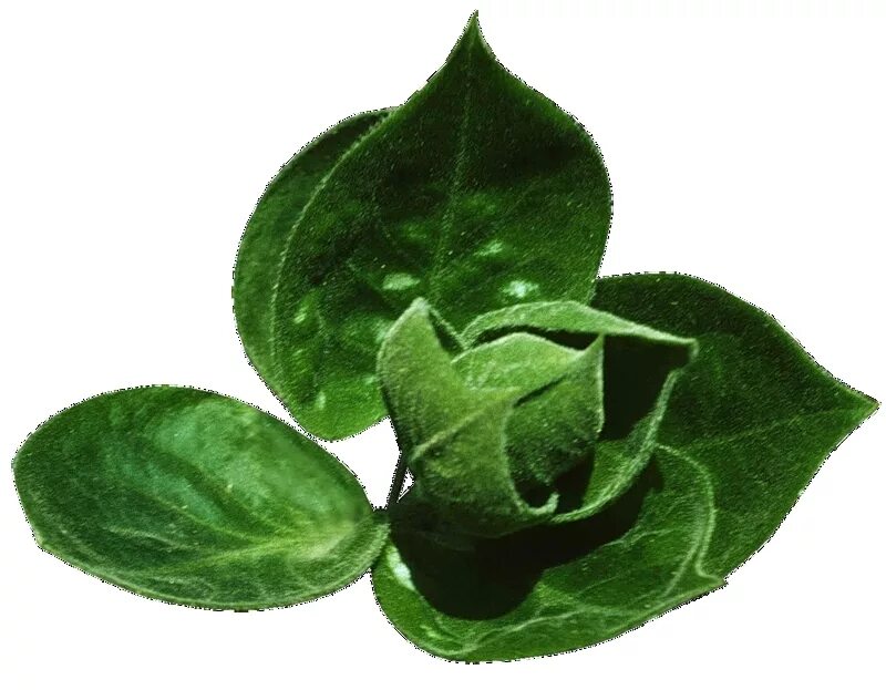 листья. округлые листья. дерево с круглыми листьями. круглые листья. лист круглой формы.