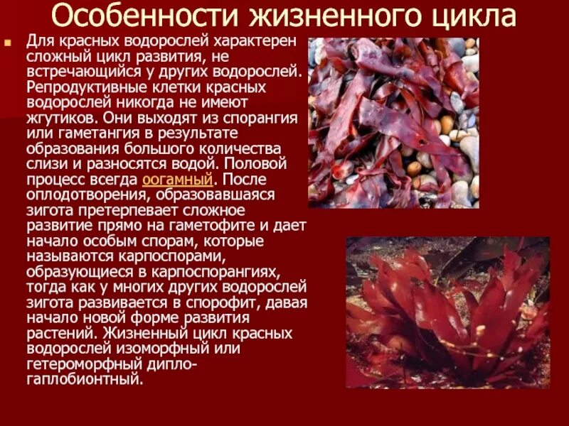 Красные водоросли биология 7. Багрянка, красные водоросли, Rhodophyta.. Особенности строения красных водорослей. Строение багрянок. Строение красных водорослей 7 класс биология.