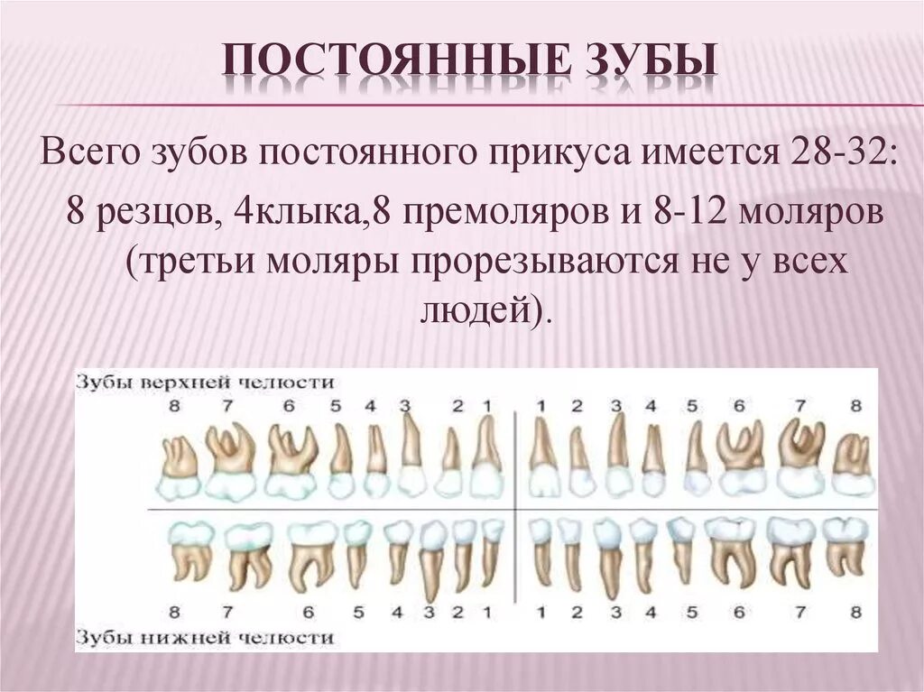 Постоянные зубы количество зубная формула. Молочные зубы резцы анатомия. Схема молочных и постоянных зубов. Анатомическое строение постоянных зубов.