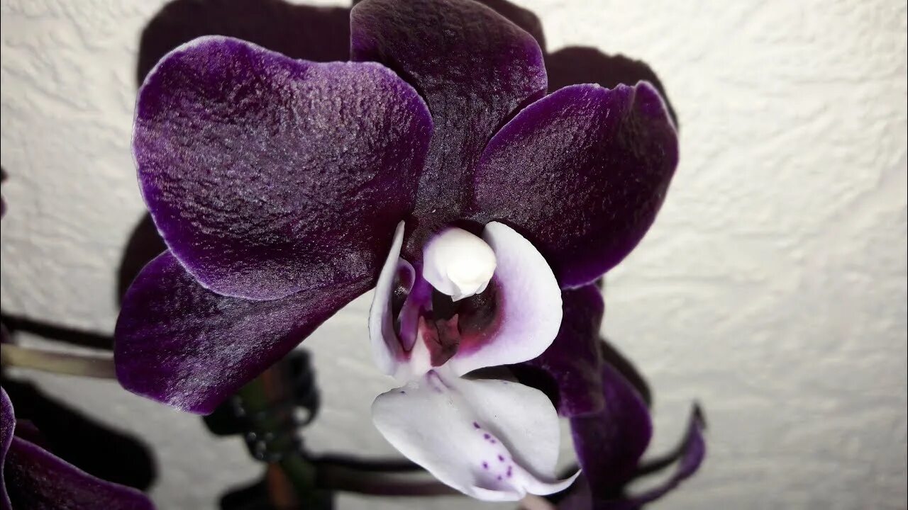 Фаленопсис Мариам. Орхидея Сочи. Фаленопсис Light. Сочинская Орхидея. Купить орхидею в сочи