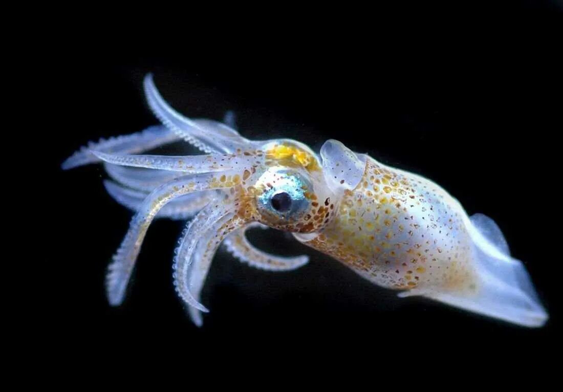 Головоногие моллюски кальмар. Глубоководный кальмар. Двужаберные головоногие. Зоопланктоны ракообразные.