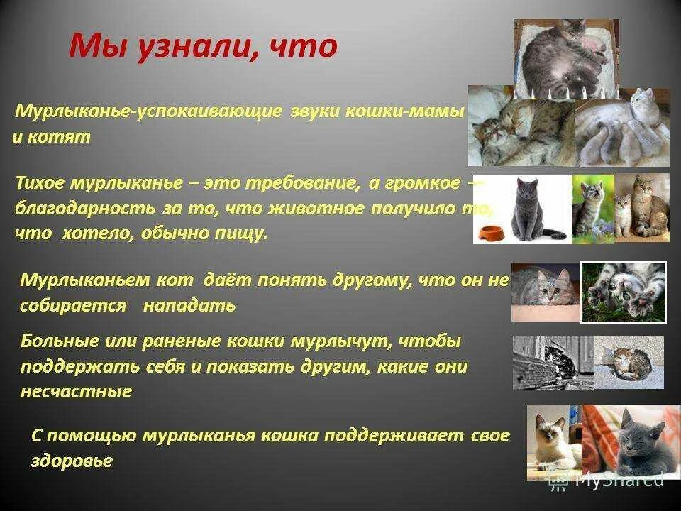 Что значит когда кошка мурчит. Когда кот мурлычет. почему кошки мурлыкают. что означает когда кот мурчит. кот мурлычет что это значит.