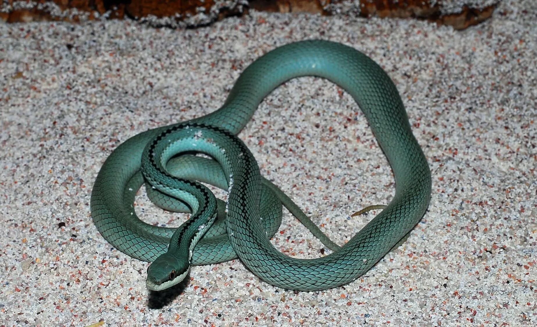 Рептилии это пресмыкающиеся. Женитьба змей. Ужеобразные змеи представители. Техасский гремучник. Брак змеи.