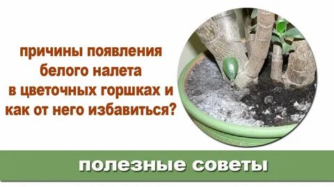 Почему в цветочных горшках белый налет