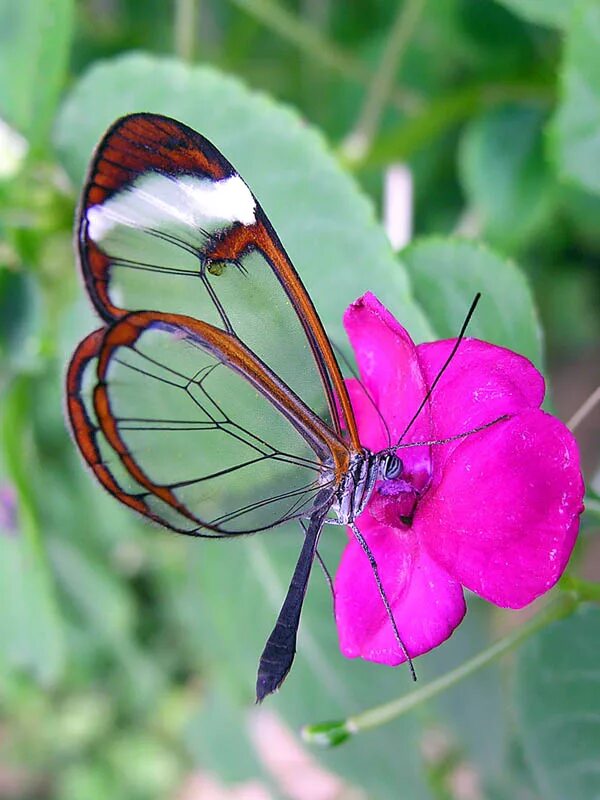 Название самых красивых бабочек. Стеклянная бабочка Greta Oto.