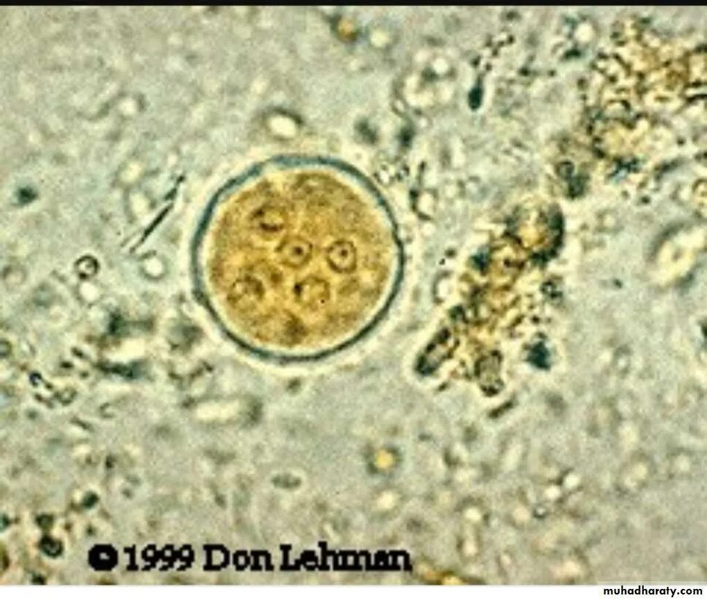 Цисты Entamoeba. Циста лямблии под микроскопом. Цисты микроскопия.