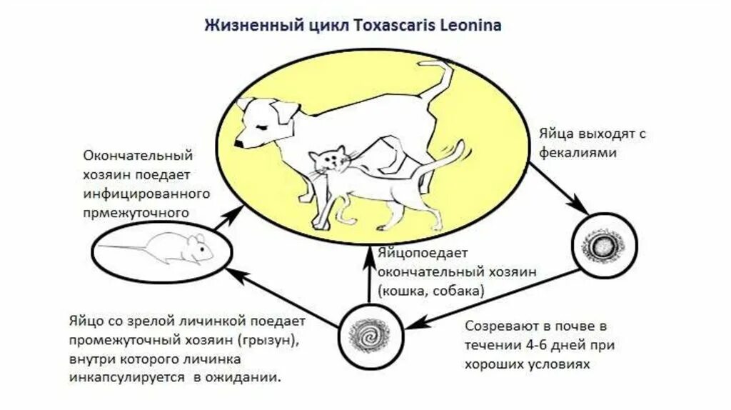 Можно ли считать кошку промежуточным хозяином кошачьей