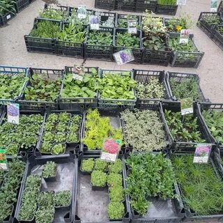 Рынок рассады