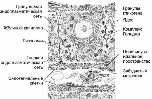 Функции клеток печени. Гепатоцит строение гистология печени. гистологическое строение гепатоцита. строение клетки печени. гепатоцит строение гистология.