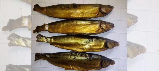 Пелядь рыба байкальский. Пелядь и омуль. Пелядь и омуль. Пелядь и омуль. Пелядь байкальская.