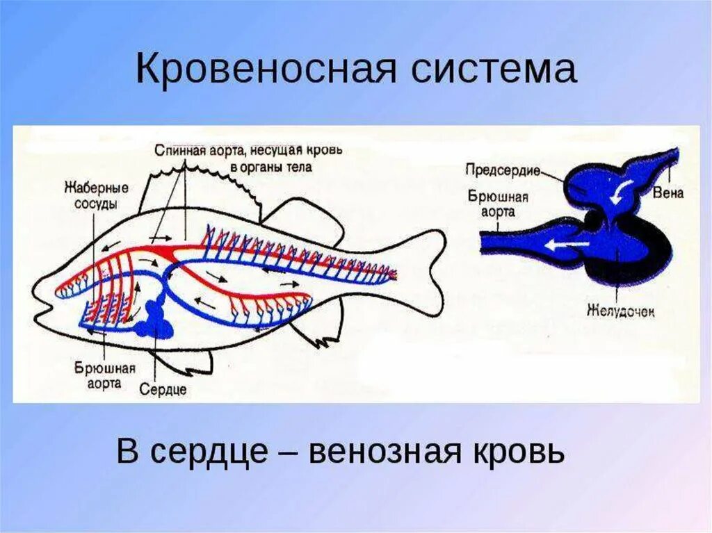 Схема строения кровеносной системы рыб. Строение кровеносной системы костистой рыбы. Схема кровеносной костной рыбы. Схема кровеносной системы костистой рыбы.