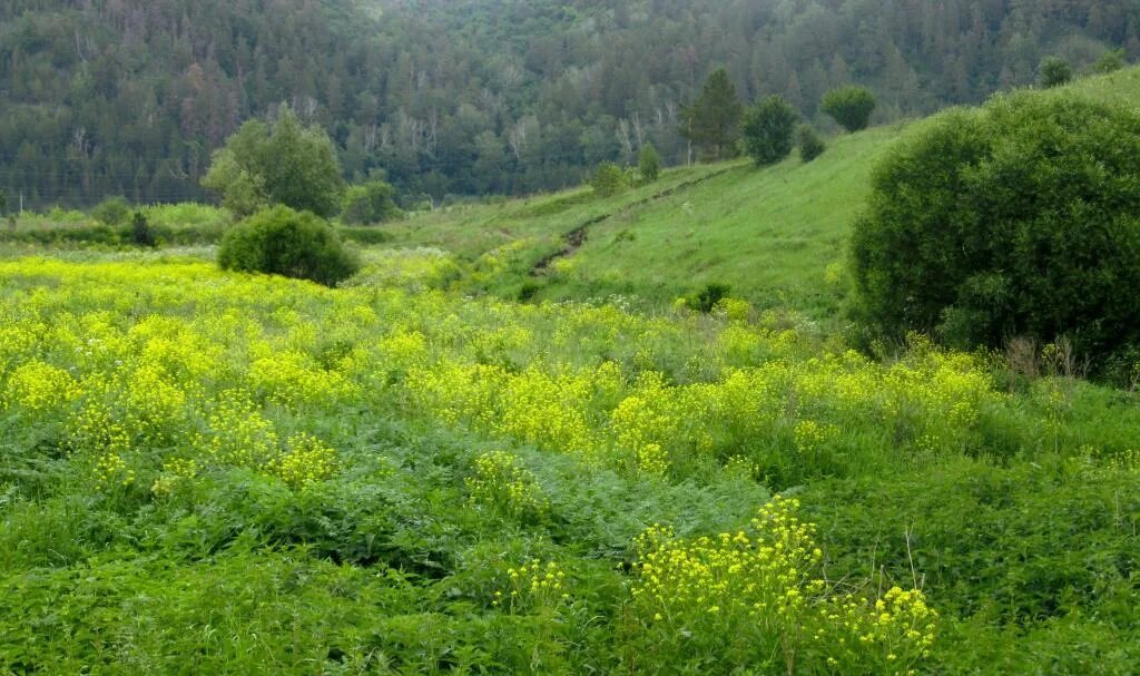 Холодный овраг. Холодный овраг. , холодный яр харьковская область. Холодный овраг. Ош-пандо-нерь самарская лука.