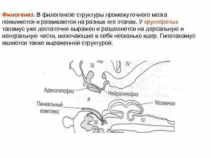 Филогенез является. Филогенез. Филогенез мозга. Филогенез гипоталамуса. Филогенез черепа позвоночных.