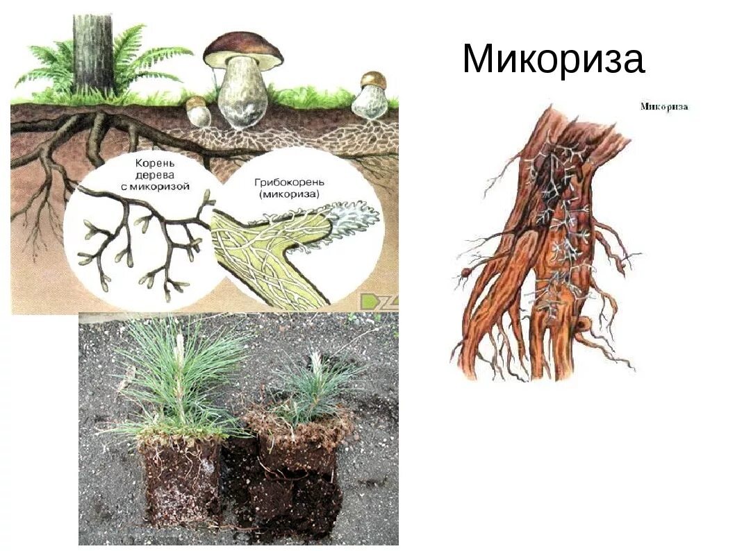 Симбиоз гриба и высшего растения. Микориза грибокорень. грибница микориза. микориза опенка. микориза это симбиоз.
