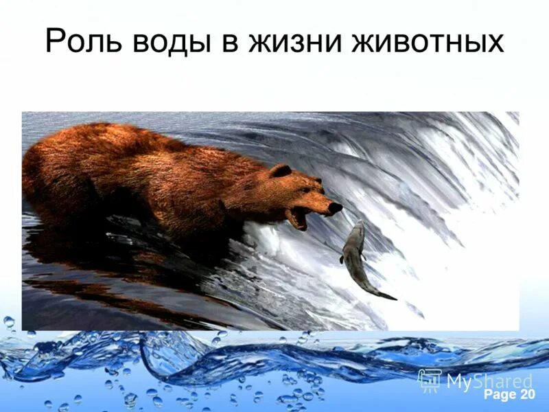 Вода в жизни животных. Роль воды для животных. Роль воды в жизни животных ичелевеко. Роль воды в жизни животных кратко.