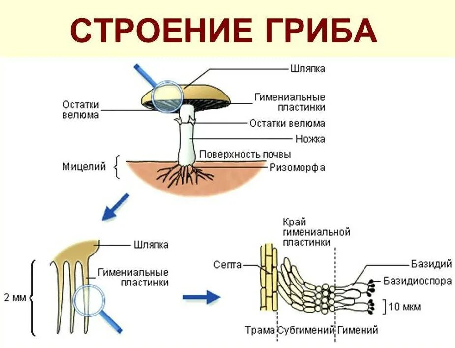 Строение шляпочного гриба строение. Схема плодовое тело шляпочного гриба. Рисунок схема шляпочного гриба. Строение гриба 11 класс биология. Мицелий шляпочных грибов