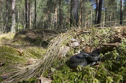 Обитание гадюк