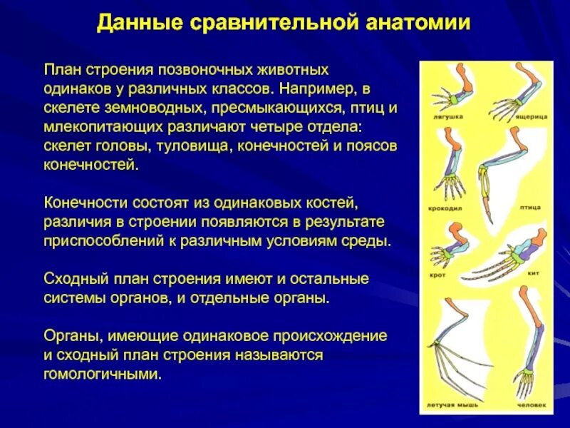 Конечности их функции пресмыкающихся и млекопитающих. Данные сравнительной анатомии. Сравнительная анатомия позвоночных животных. Планс тоения позвоночных. План строения позвоночных.